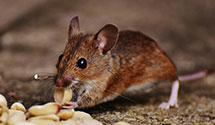 24 Hour & Emergency Exterminators in Cosmo, NE